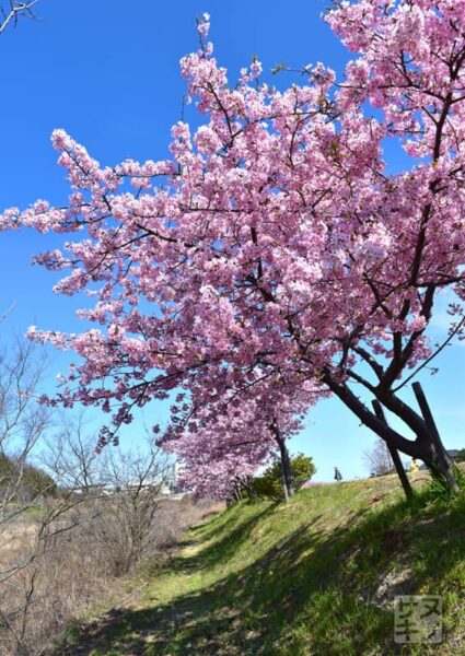 東かがわ市湊川沿いの河津桜