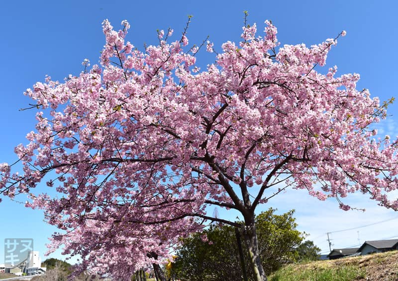 東かがわ市湊川沿いの河津桜