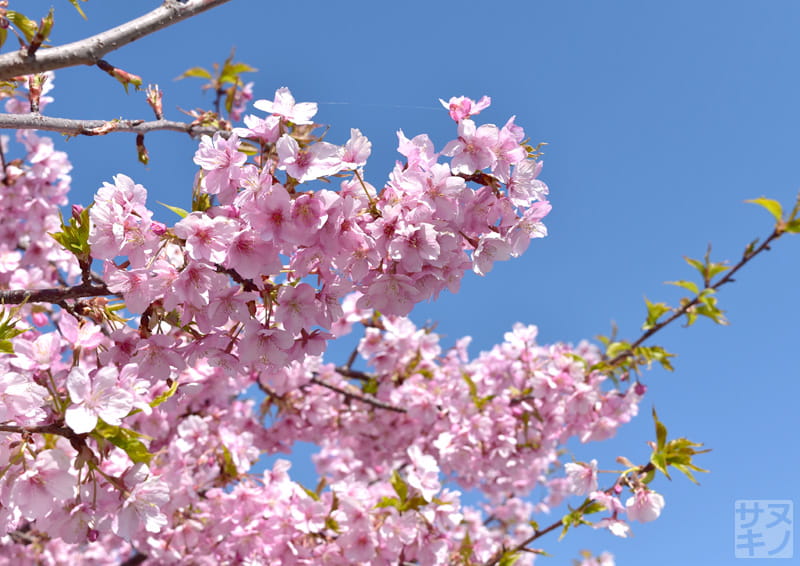 東かがわ市湊川沿いの河津桜