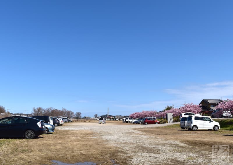 東かがわ市湊川沿いの河津桜 駐車場