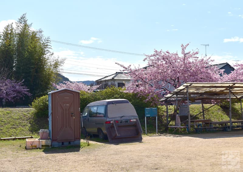 東かがわ市湊川沿いの河津桜 簡易トイレ