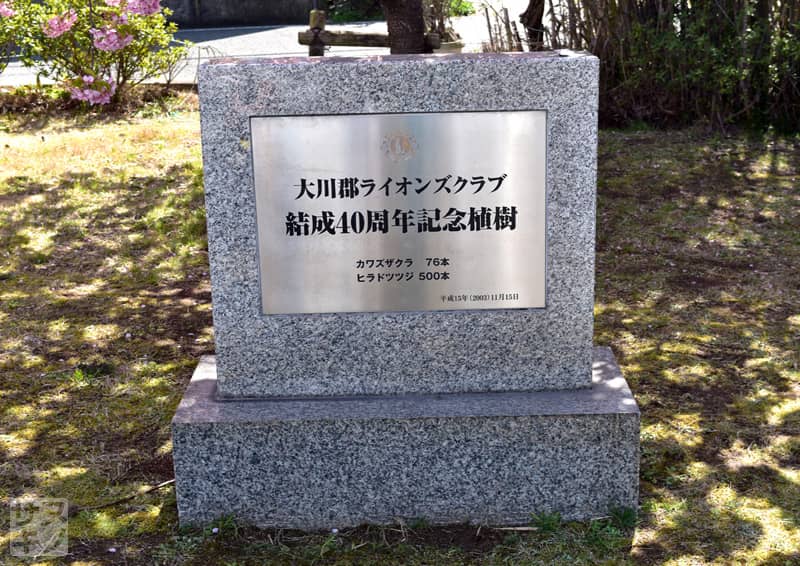 東かがわ市湊川沿いの河津桜