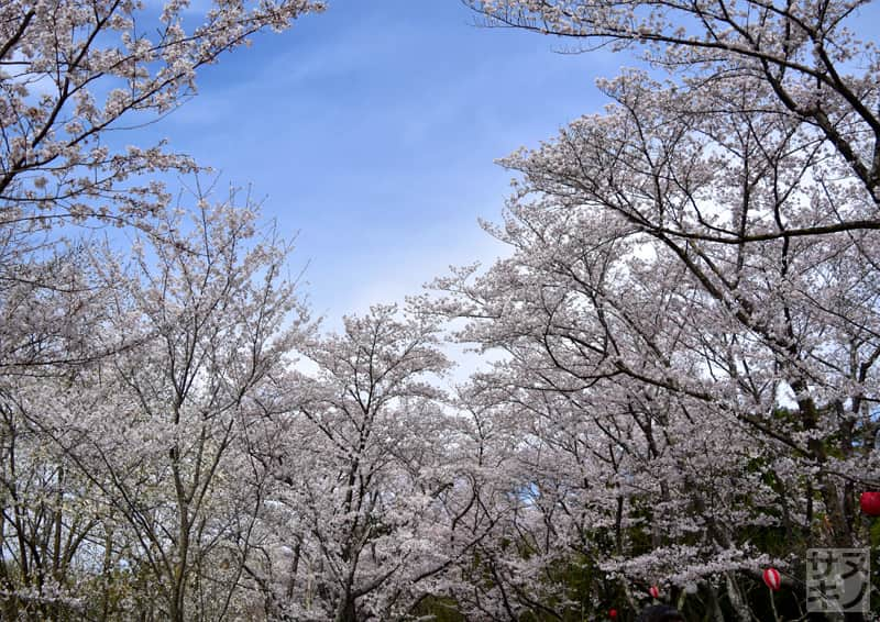 高松市 公渕森林公園 桜のトンネル