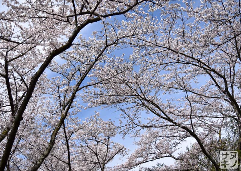 高松市 公渕森林公園 桜のトンネル