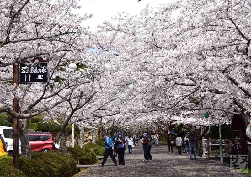 高松市 公渕森林公園 桜のトンネル