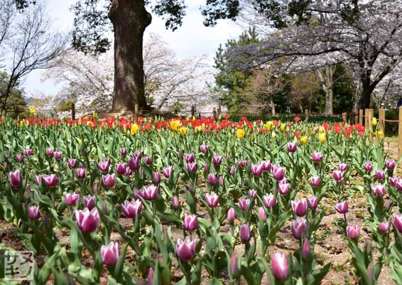 高松市 公渕森林公園 チューリップ