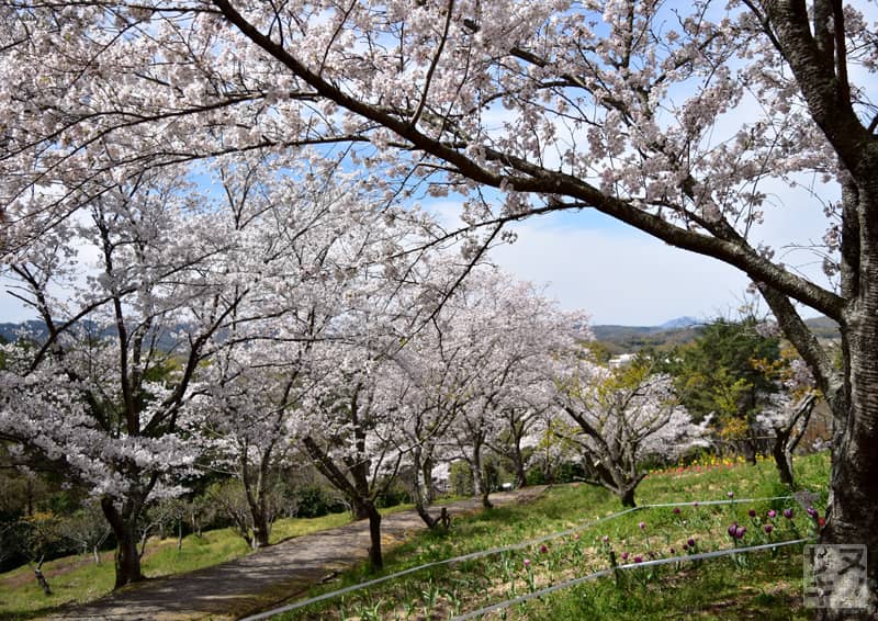 高松市 公渕森林公園 桜