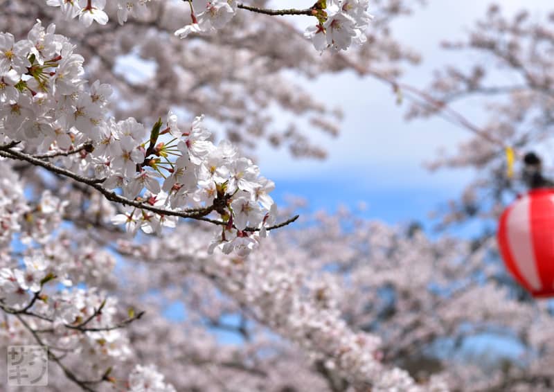 高松市 公渕森林公園 芝生広場の桜