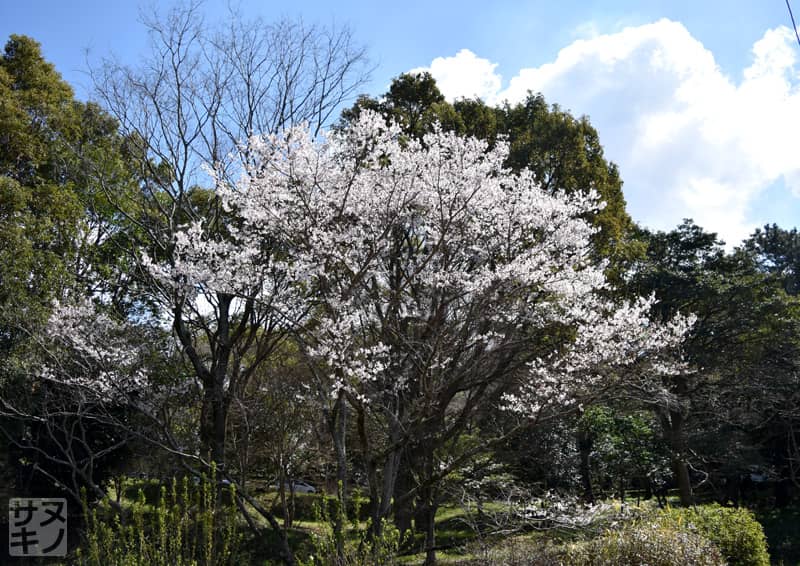 高松市 公渕森林公園 淡墨桜