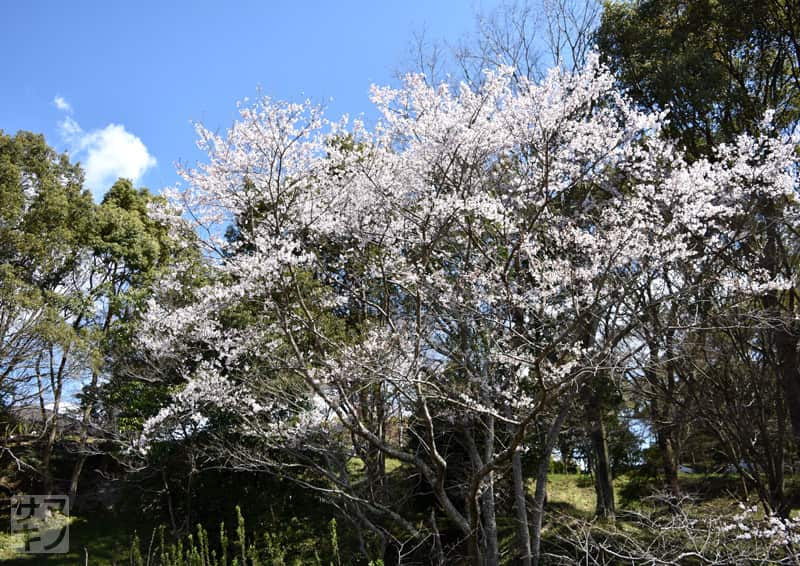 高松市 公渕森林公園 淡墨桜