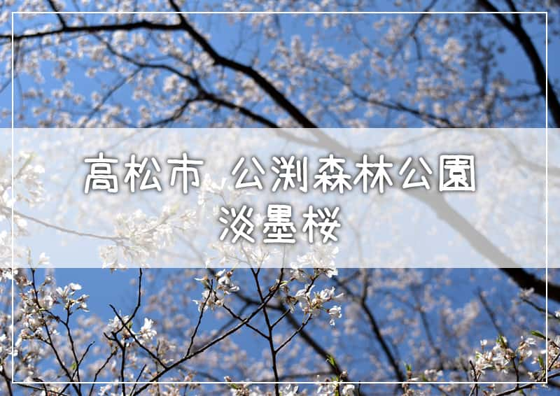 高松市 公渕森林公園 淡墨桜