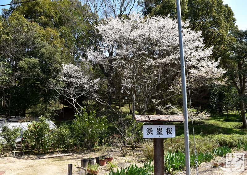 高松市 公渕森林公園 淡墨桜