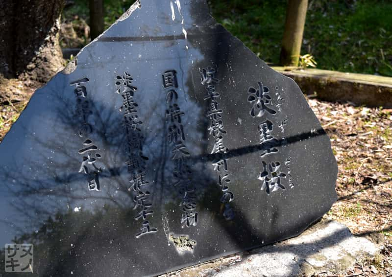 高松市 公渕森林公園 淡墨桜