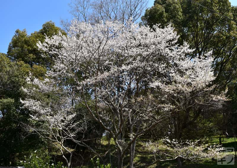 高松市 公渕森林公園 淡墨桜