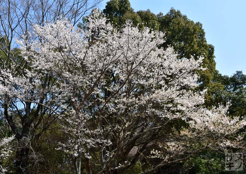 高松市 公渕森林公園 淡墨桜