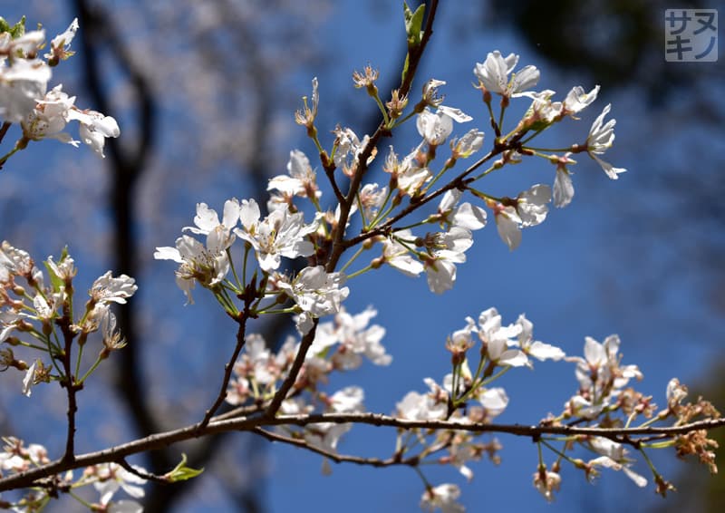 高松市 公渕森林公園 淡墨桜