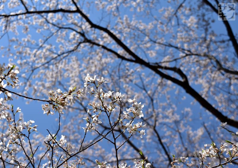 高松市 公渕森林公園 淡墨桜