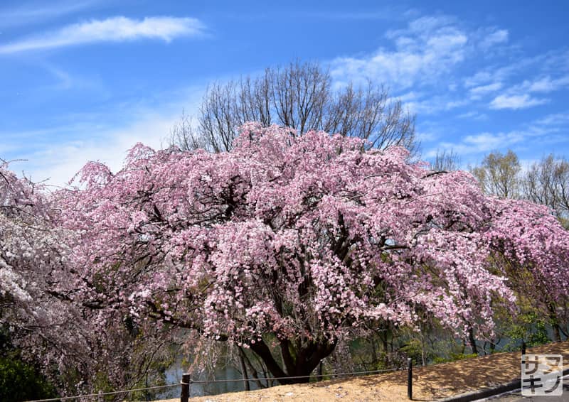 香川県園芸総合センターの紅しだれ桜(三春滝桜)