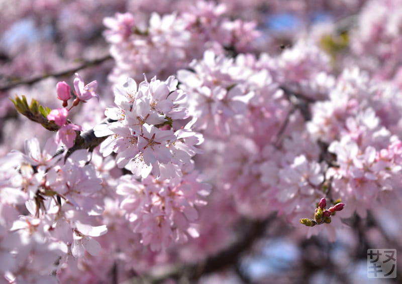 香川県園芸総合センターの紅しだれ桜(三春滝桜)