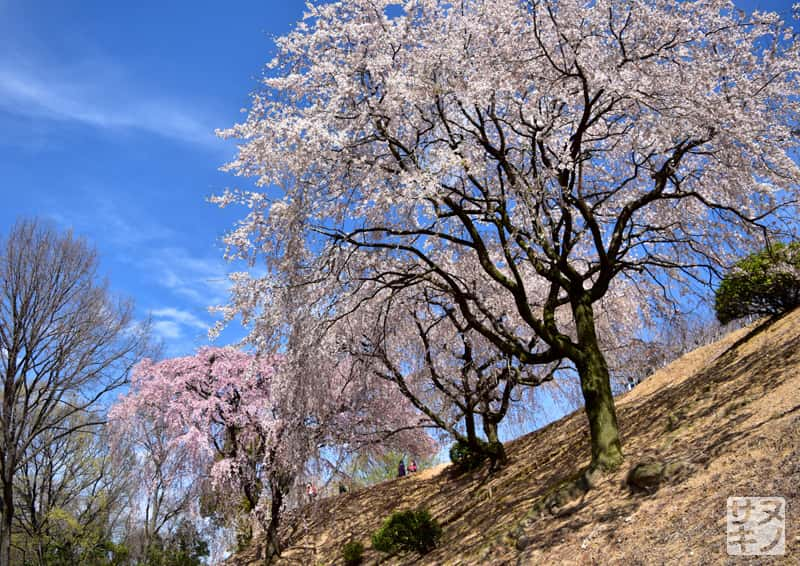 香川県園芸総合センターの紅しだれ桜(三春滝桜)