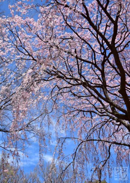 香川県園芸総合センターの紅しだれ桜(三春滝桜)