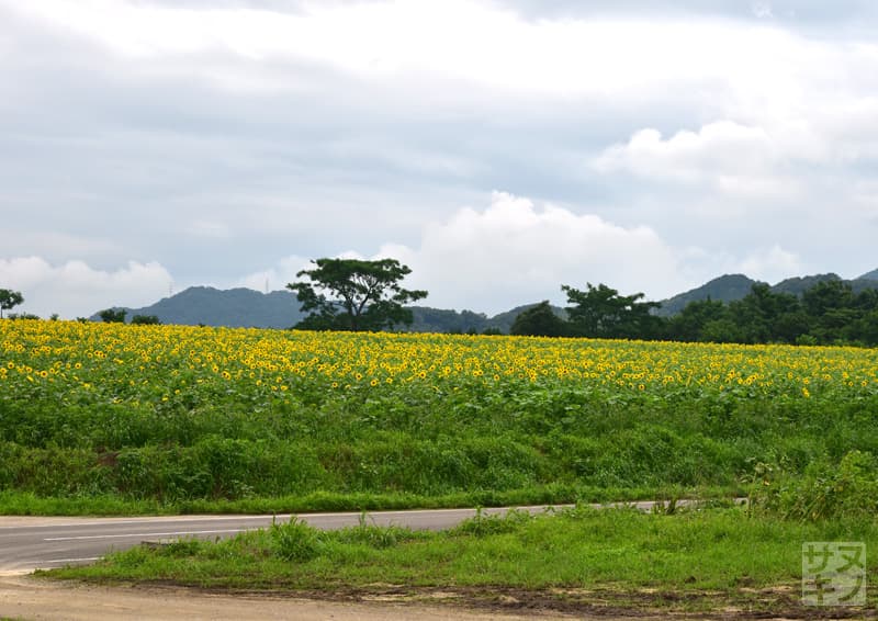 まんのう町 中山ひまわり団地