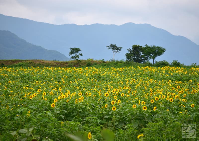 まんのう町 中山ひまわり団地