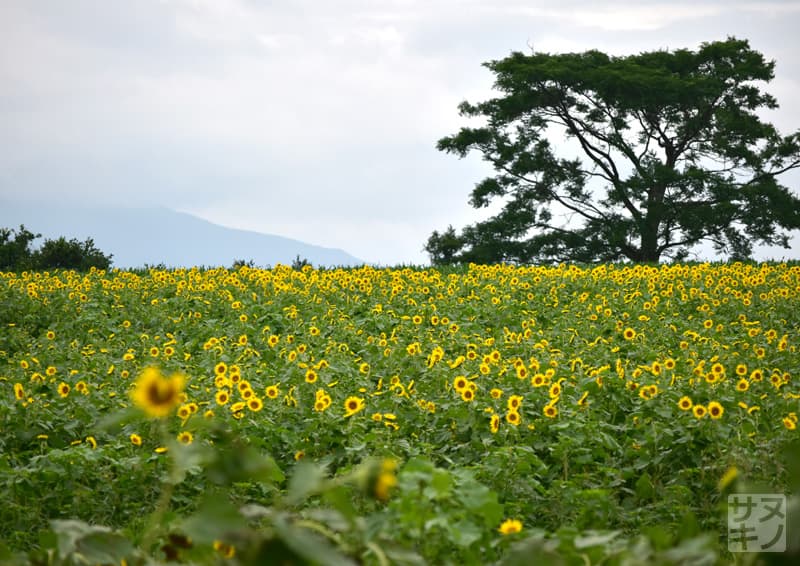 まんのう町 中山ひまわり団地