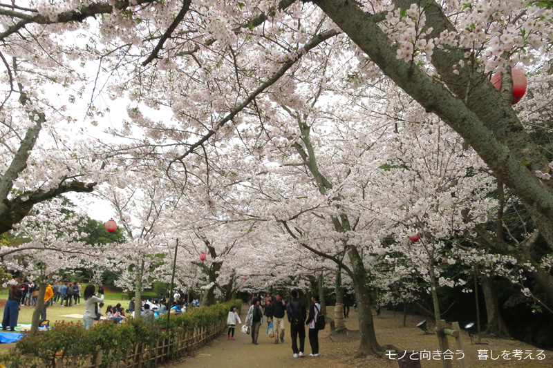 栗林公園夜桜ライトアップ2017年