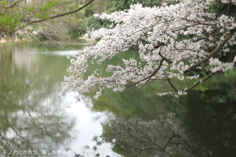 栗林公園夜桜ライトアップ2017年