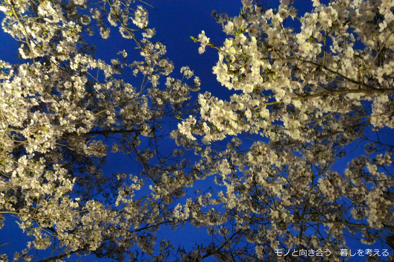 栗林公園夜桜ライトアップ2017年