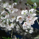 栗林公園の夜桜ライトアップ。夕闇に浮かぶ桜の花と、駐車場情報