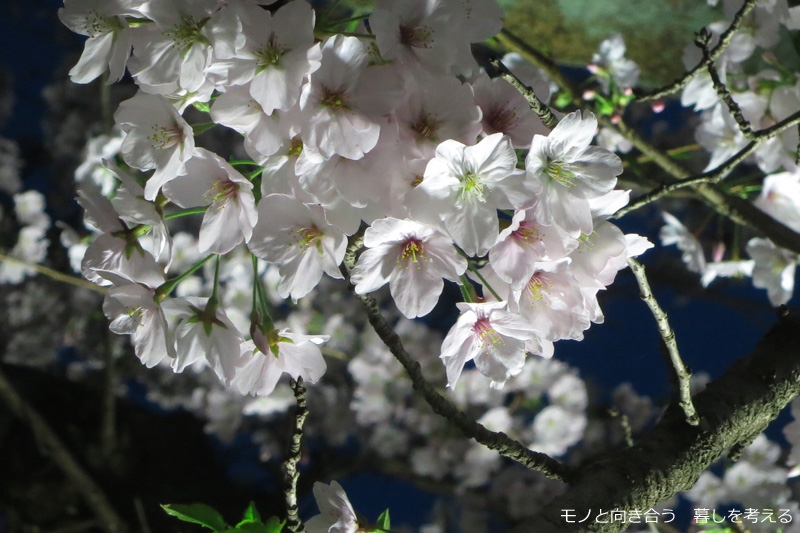 栗林公園夜桜ライトアップ