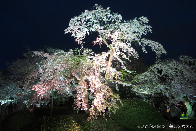 栗林公園夜桜ライトアップ2017年