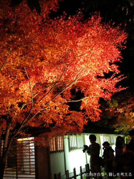 栗林公園、紅葉のライトアップ2014年