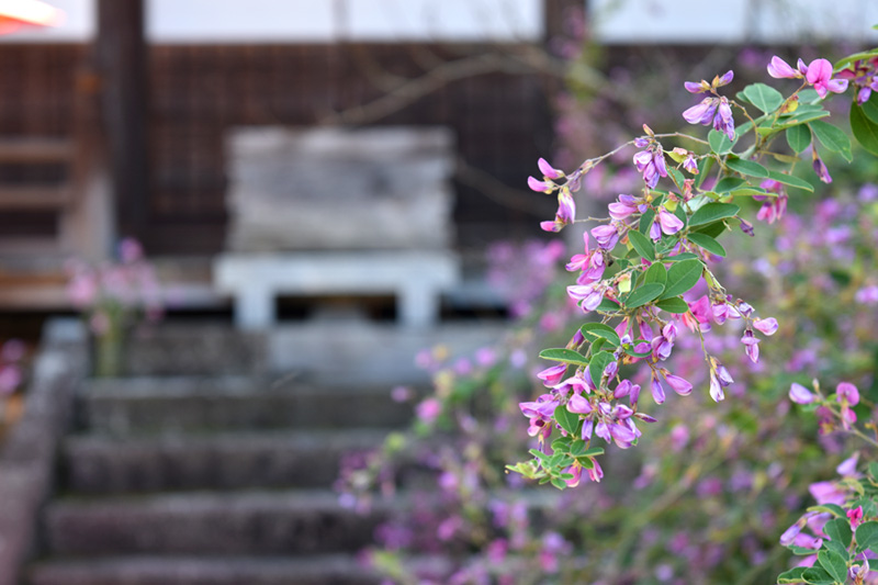 最明寺の萩