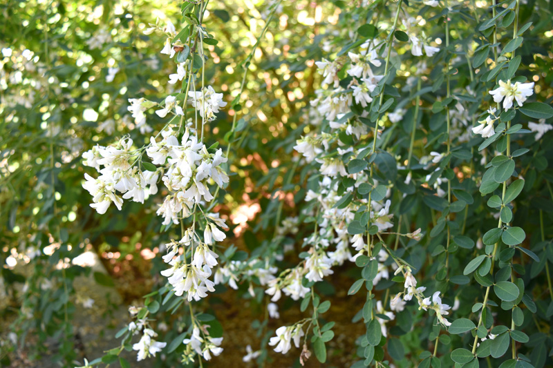 最明寺で咲いていた白い萩