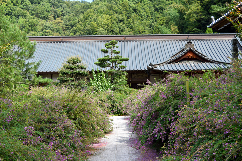 最明寺の萩