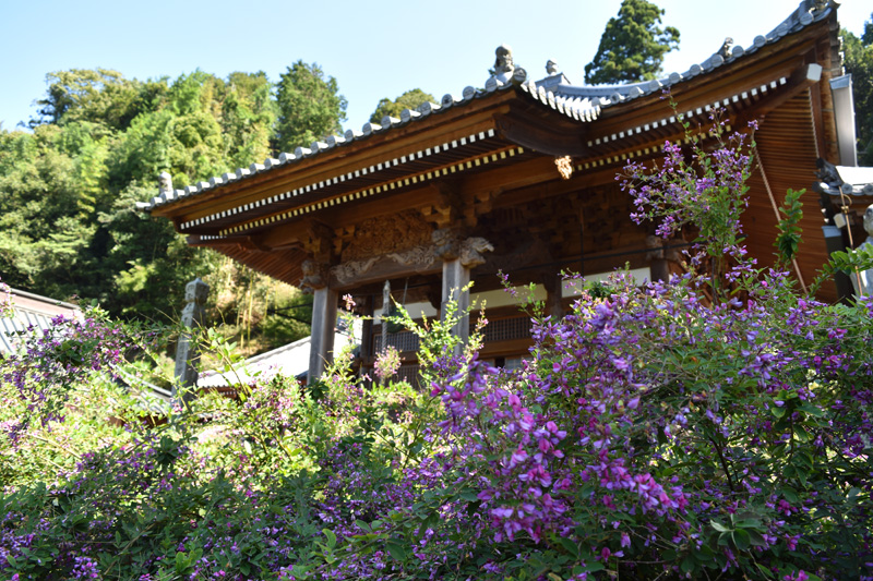 最明寺の萩