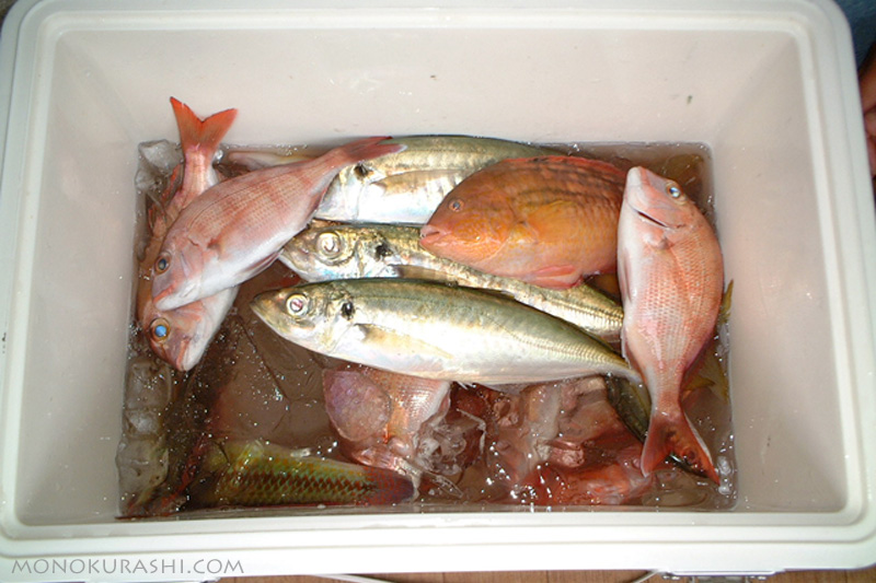 夫が釣ってきた魚(海釣り)