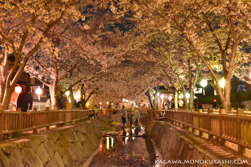 鹿の井出水(しかのいですい)の夜桜