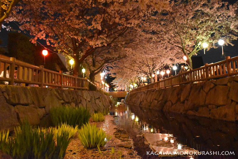 鹿の井出水(しかのいですい)の夜桜