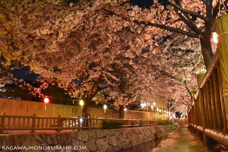 鹿の井出水(しかのいですい)の夜桜