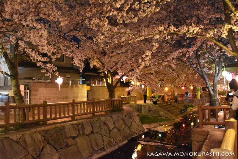 鹿の井出水(しかのいですい)の夜桜