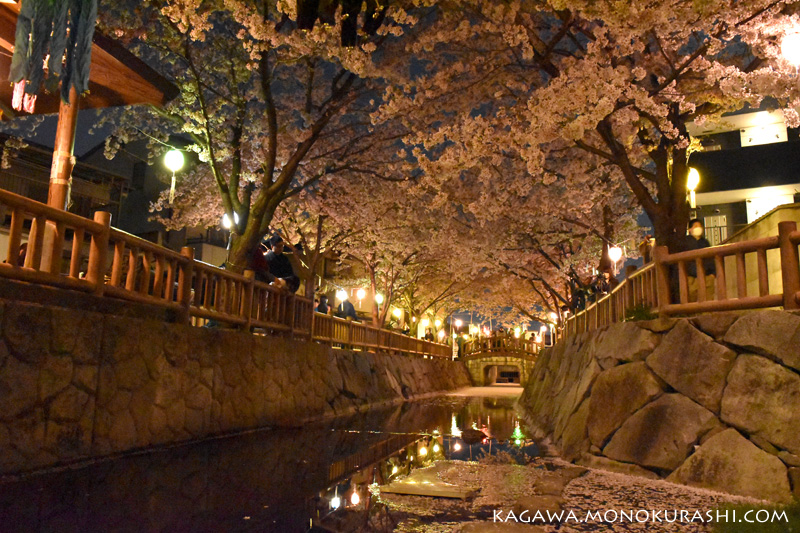 鹿の井出水(しかのいですい)の夜桜