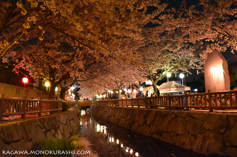 鹿の井出水(しかのいですい)の夜桜