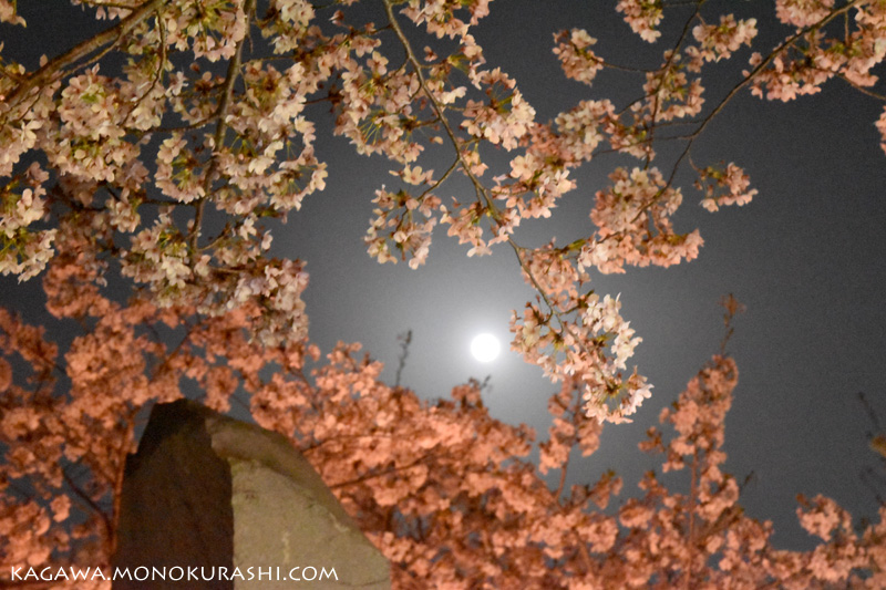 鹿の井出水(しかのいですい)の夜桜