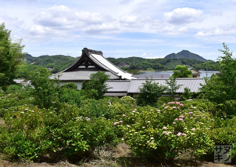 高松市 勝名寺のあじさい