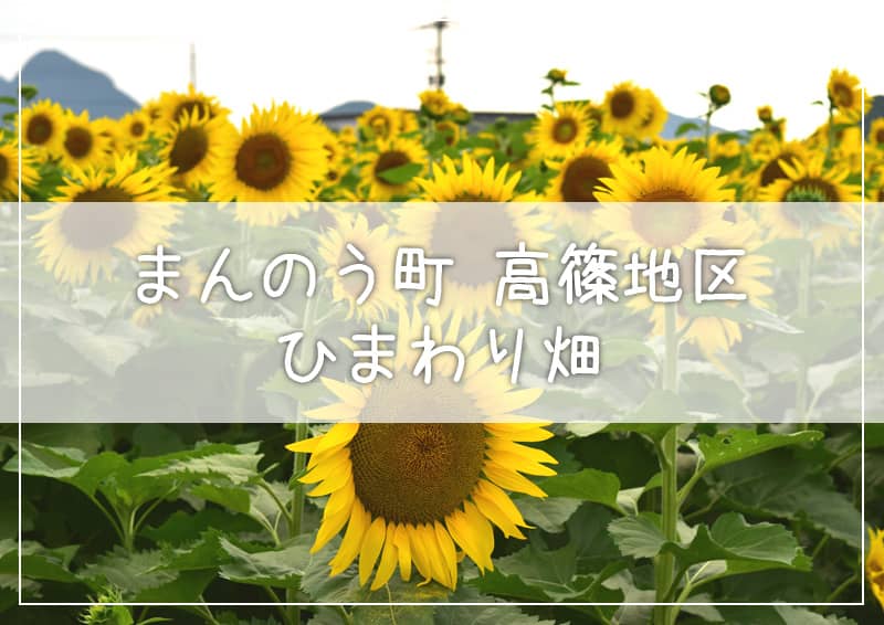 まんのう町高篠地区のひまわり畑