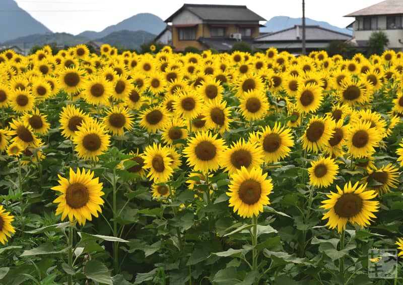 まんのう町高篠地区のひまわり畑